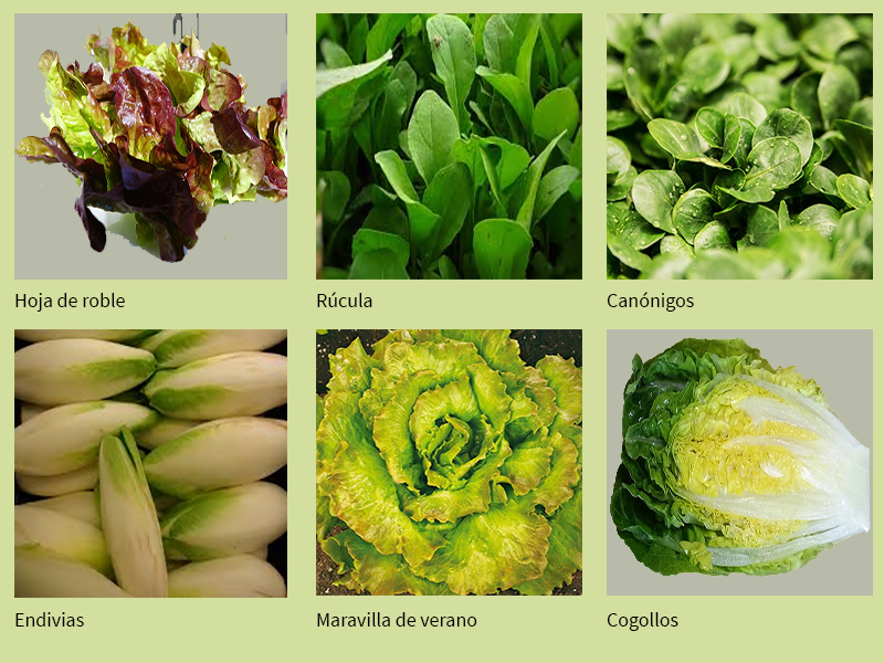 Variedades de lechuga y cogollos