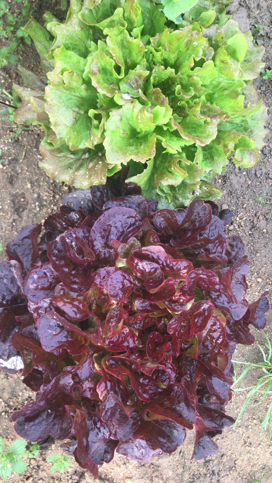 Lechuga rizada y morada