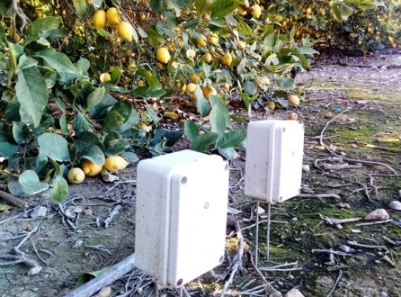 Limoneros con sondas a dos profundidades
