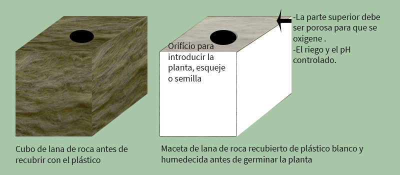 Maceta de lana de roca