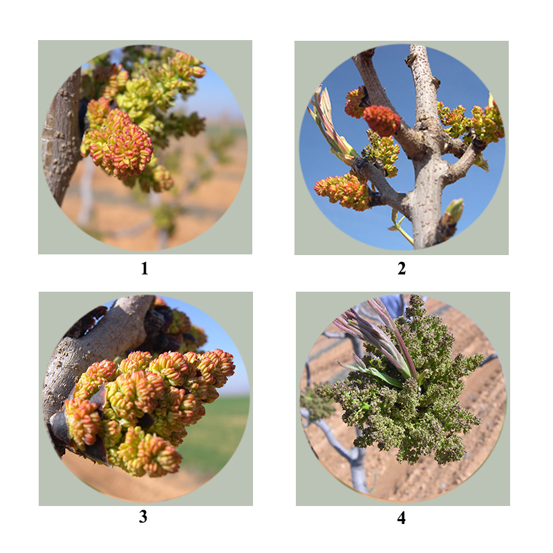 Flores de pistacho macho