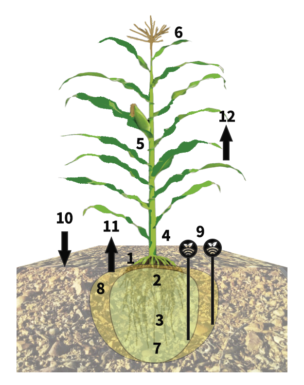 Esquema de riego con sondas en herbáceos