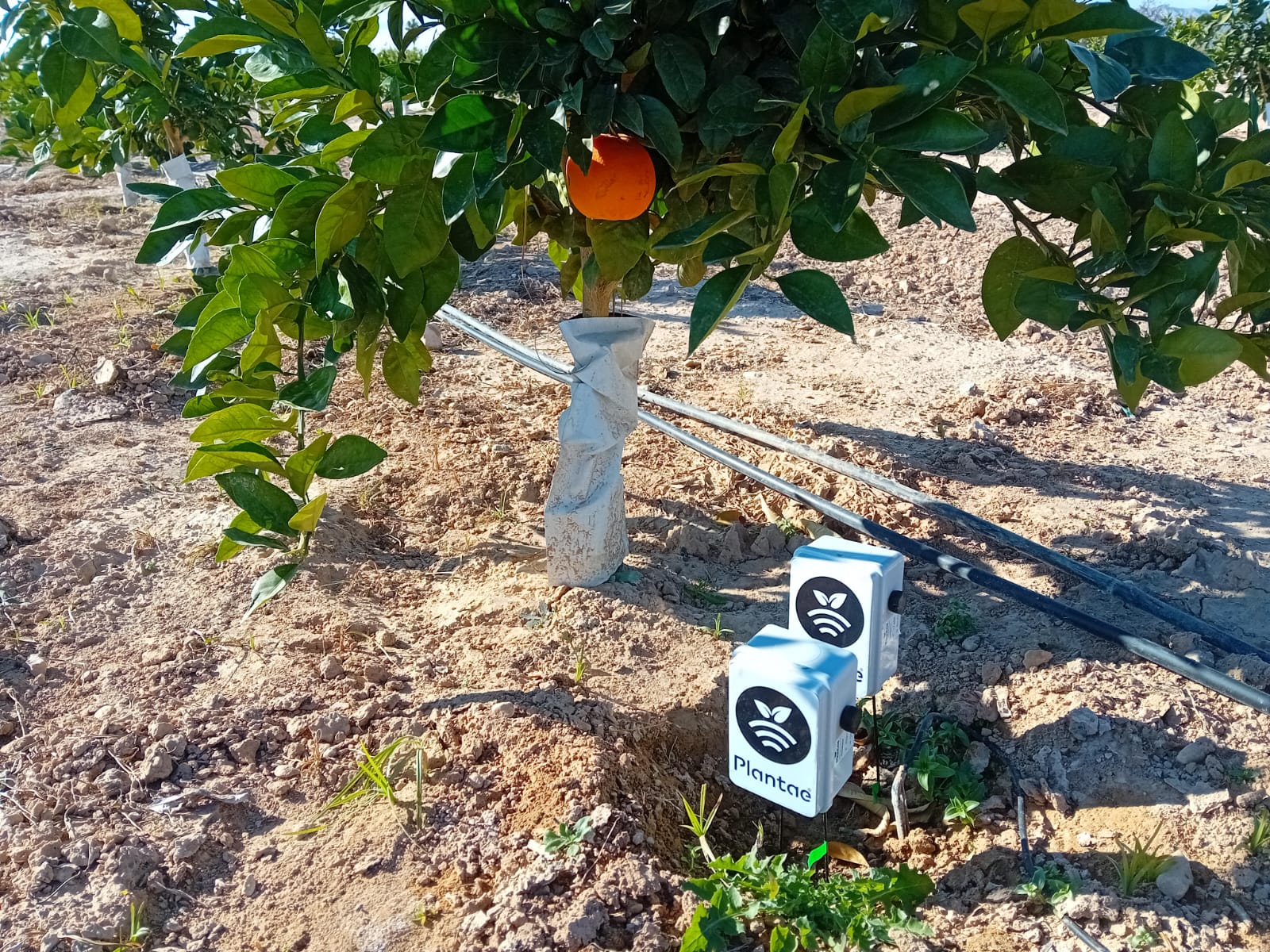 Mandarinas en España con riego optimizado