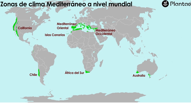 Clima Mediterráneo