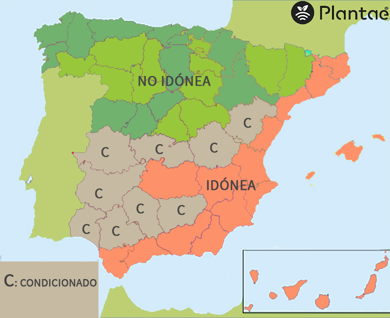 Mapa de lluvias primaverales para almendro intensivo