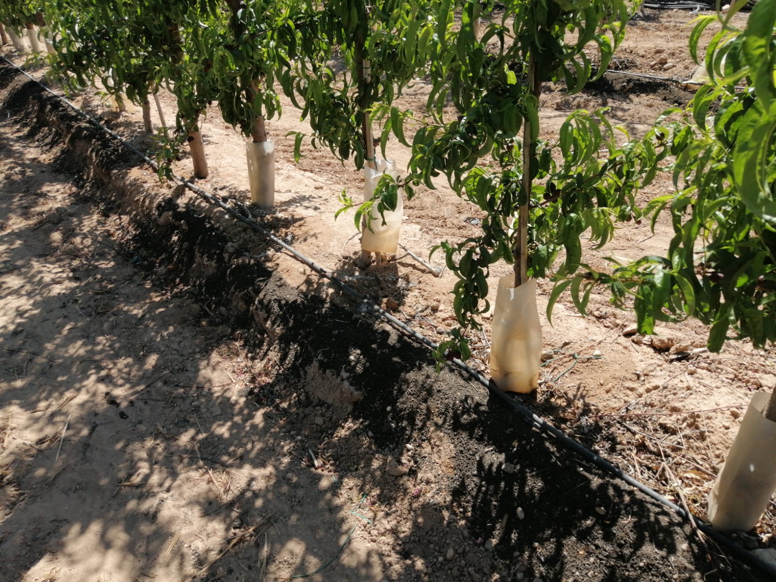 Fruta de hueso intensiva-melocotón