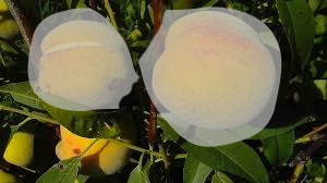 Protección de la fruta para la mosca