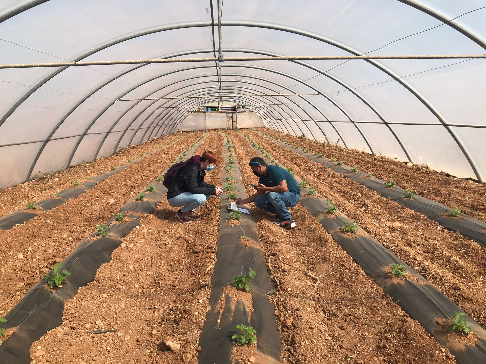 Instalación de sondas en melón