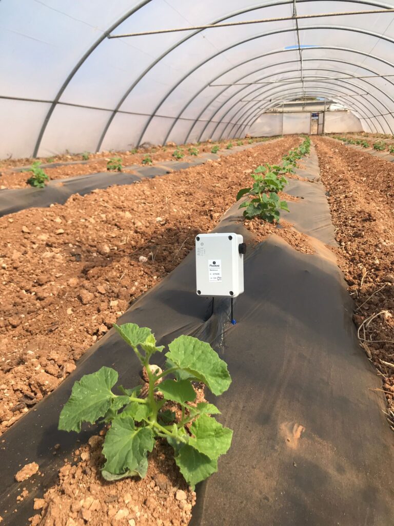 Surcos de melón intensivo en invernadero