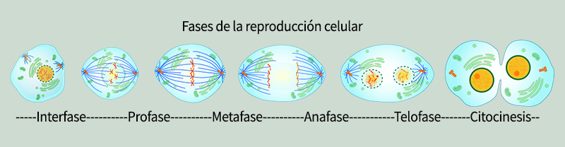 Esquema de la mitosis