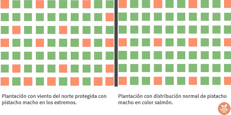 Modelo de plantación de pistachos