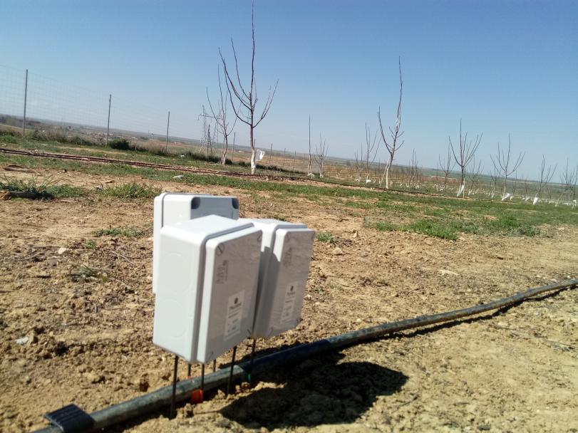 Plantación de nogal intensivo