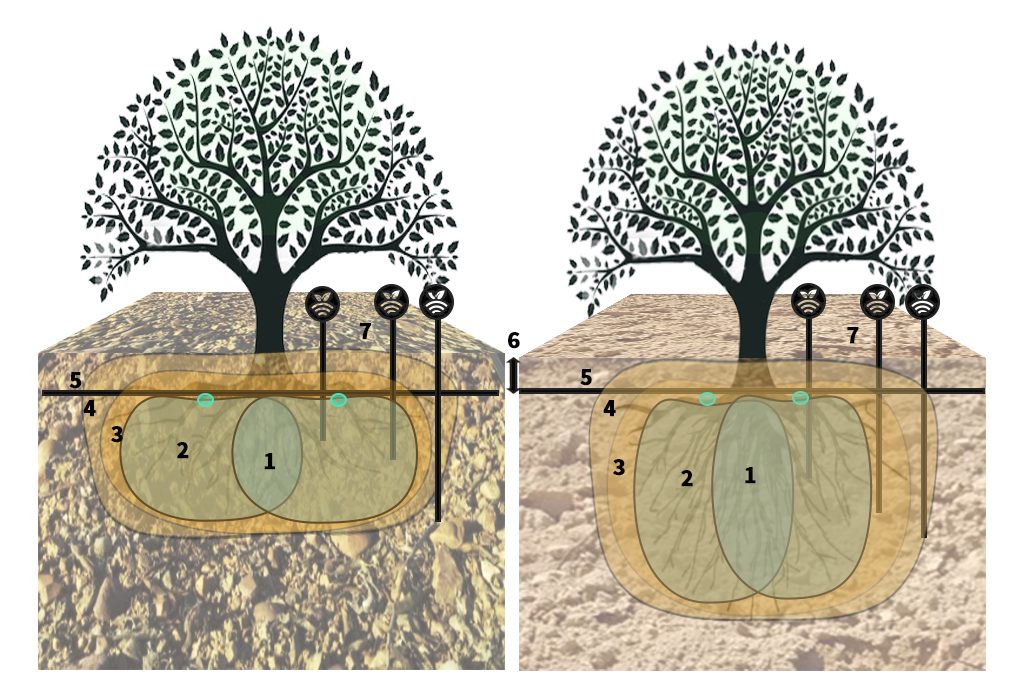 Sensores de humedad en riego de nogal