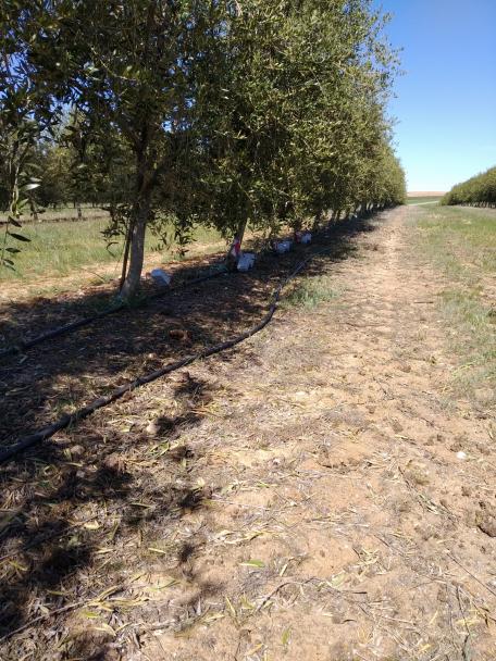 Olivo Intensivo con riego por goteo controlado por sensores