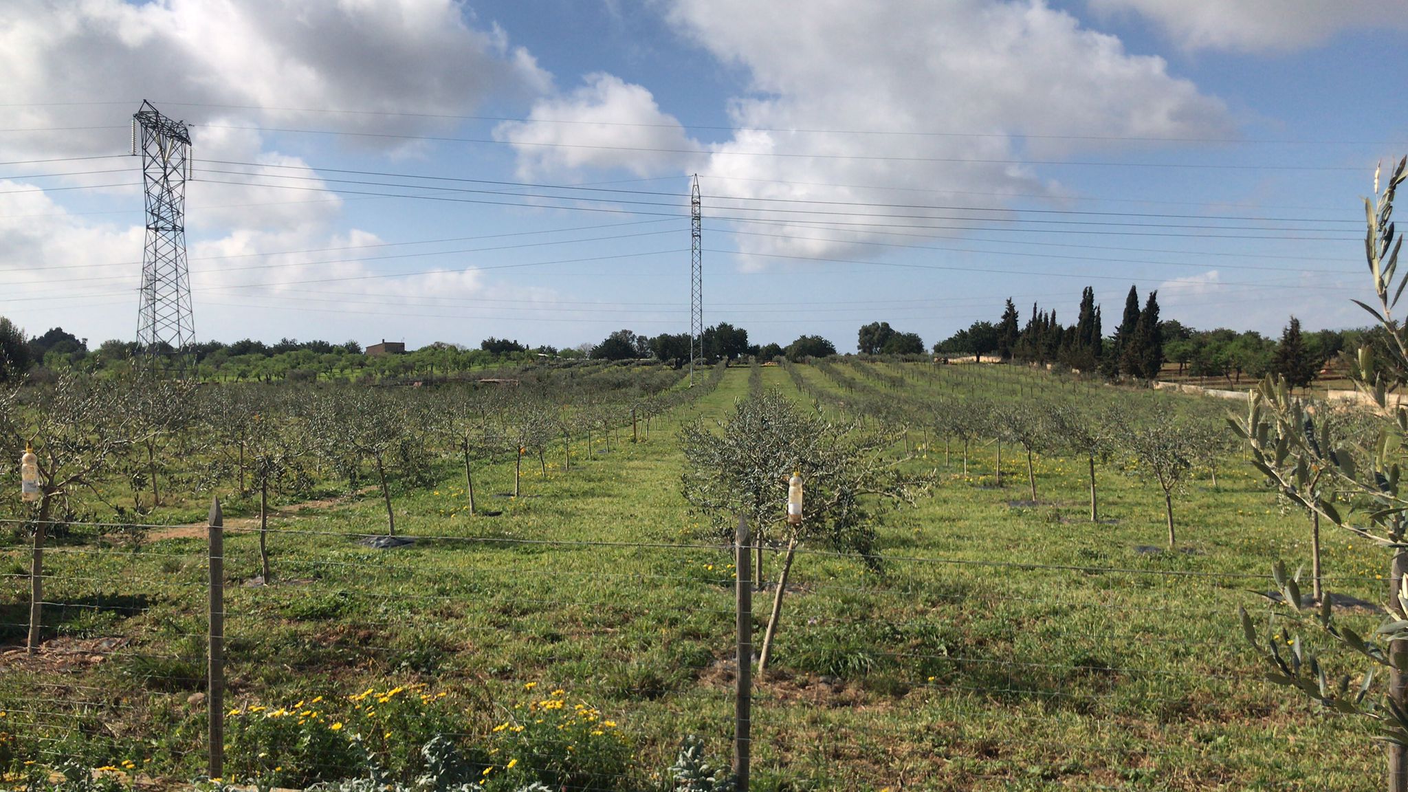 Olivos intensivos ecológicos