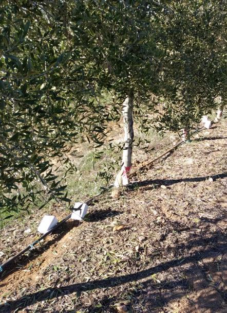 Riego por goteo en olivos y almendros