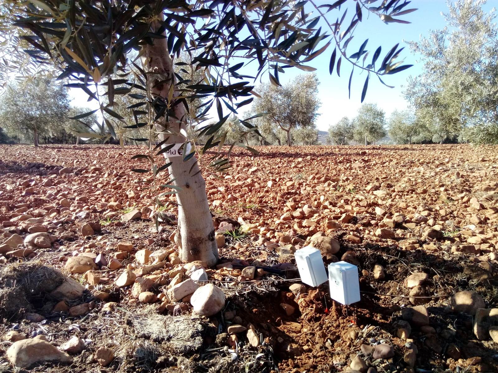 Olivares con sensores de humedad