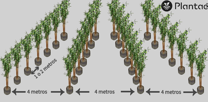 Distribución del olivar intensivo