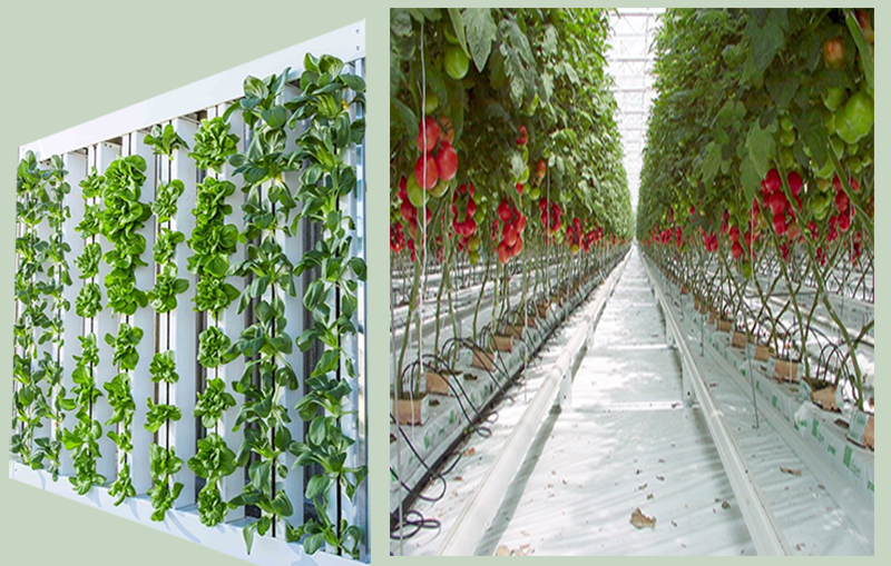 Cultivos hidropónicos verticales