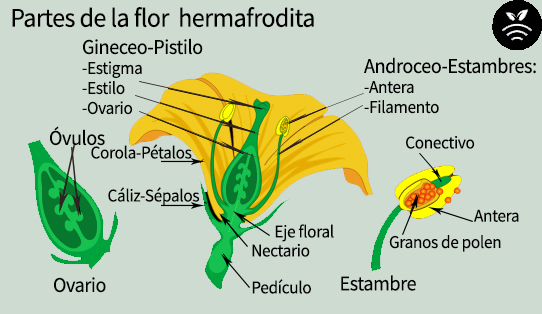 Partes de la flor hermafrodita