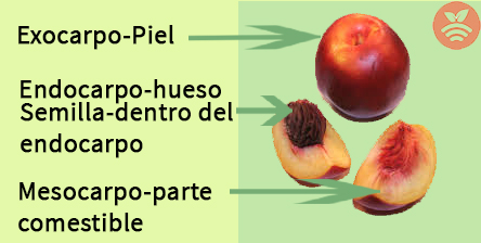 Parte de las frutas de hueso