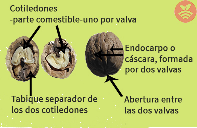 Partes de la nuez