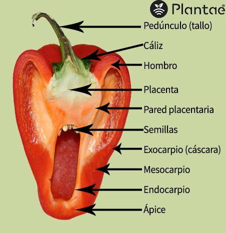 partes del pimiento