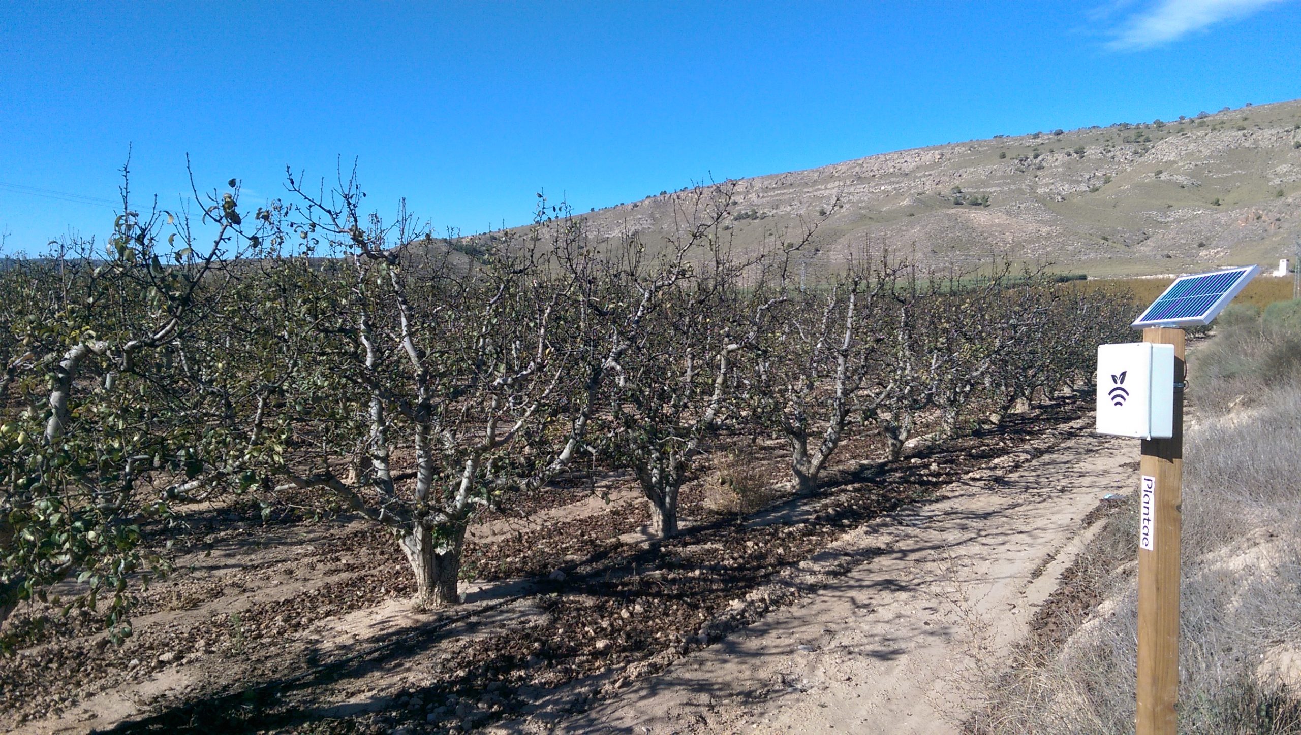 Peras de Jumilla con riego controlado
