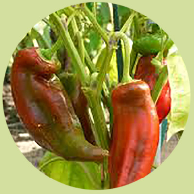 Pimiento de pimentón