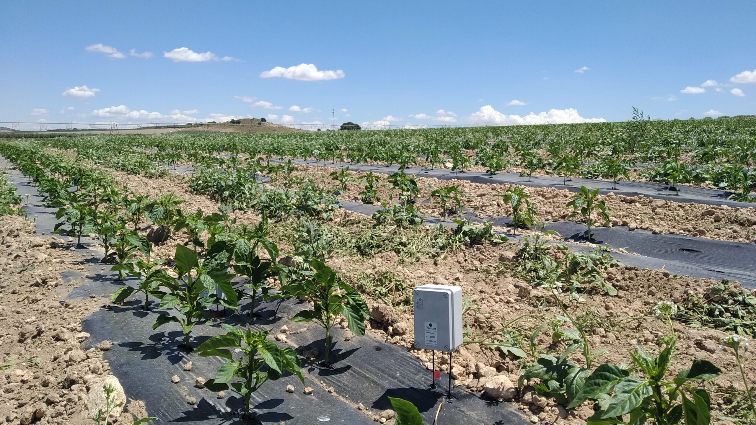 sensores en pimientos