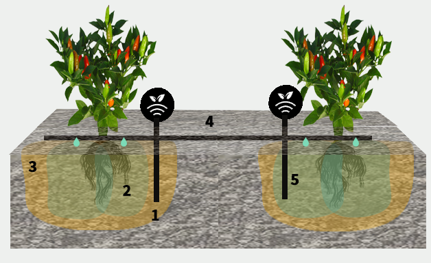 Riego controlado por sondas en pimientos