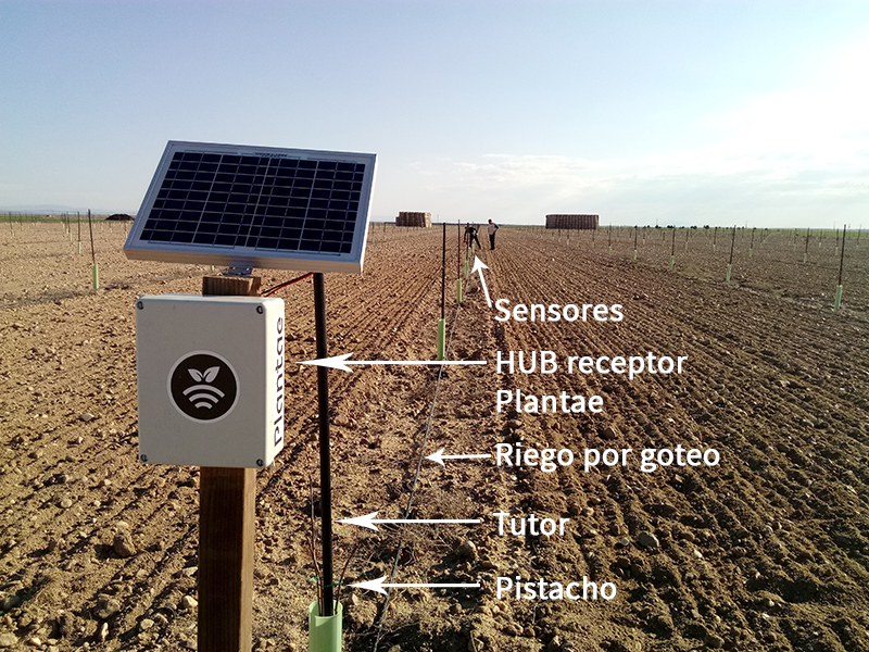 Sensores/sonda agrícolas para pistacho