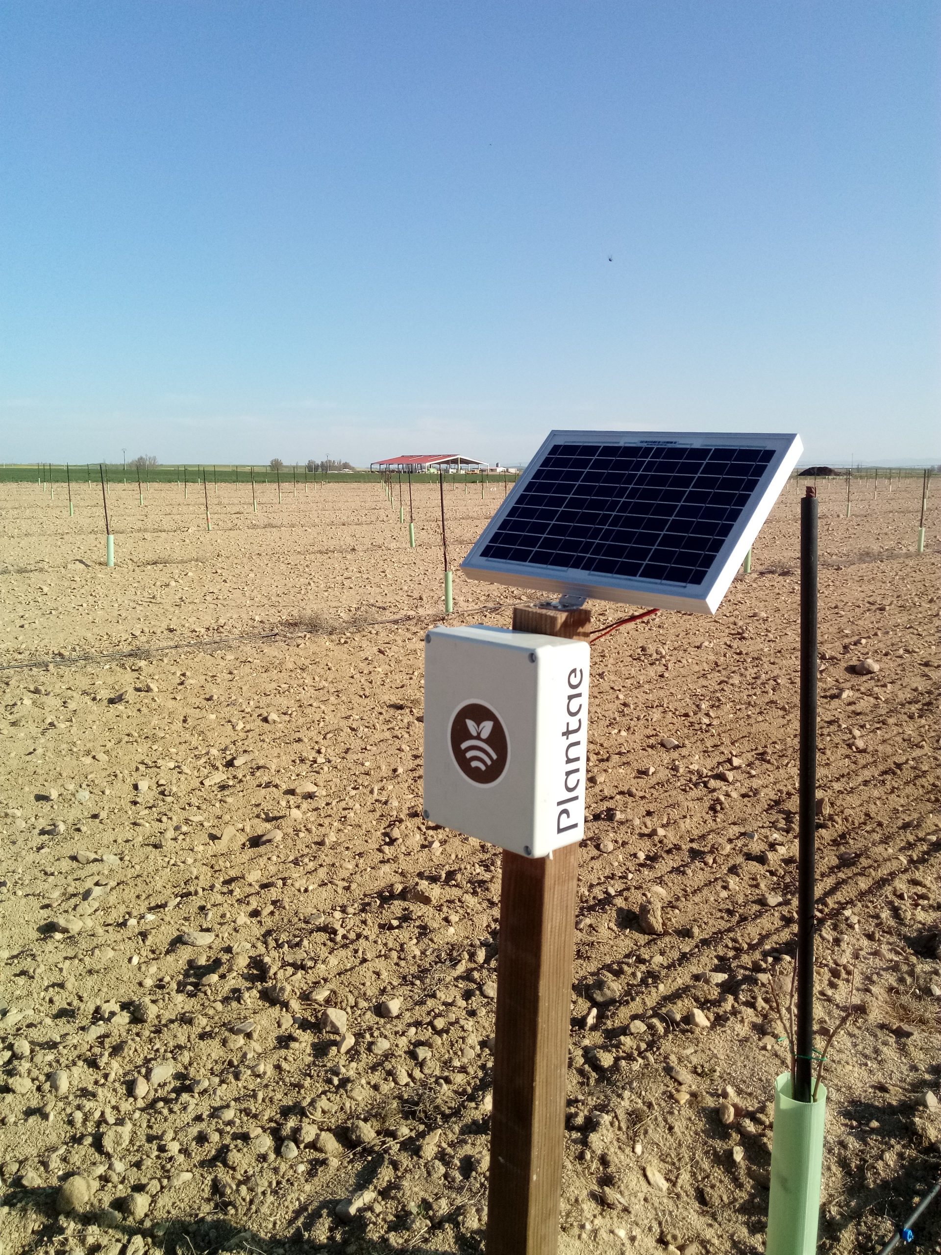 Hub Plantae en pistacho