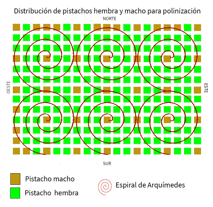 Distribución de los pistachos machos y hembras