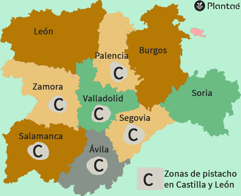 Pistacho en Castilla y León