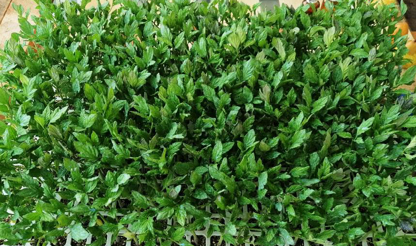 Plantas de tomate para trasplantar