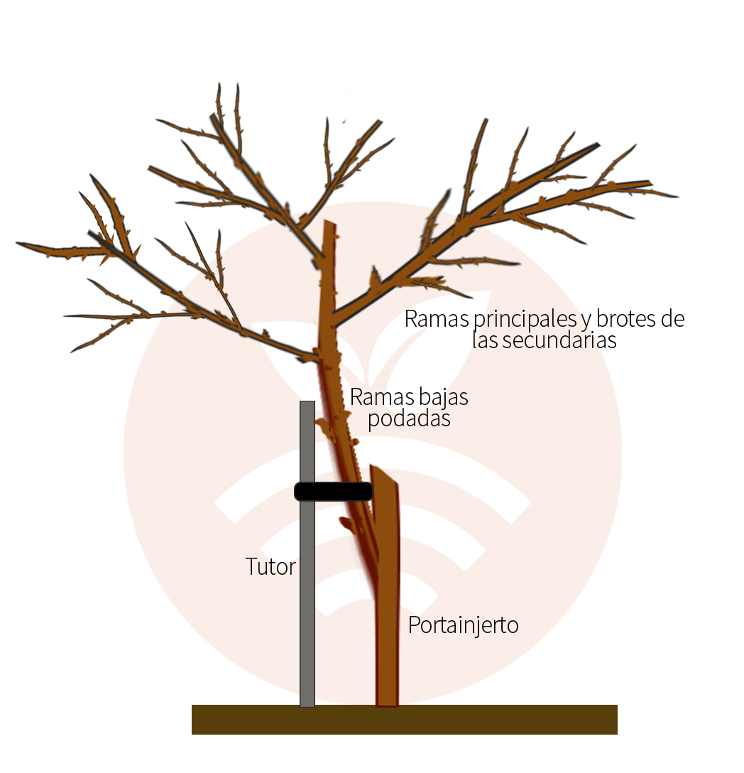 Pistacho con poda de formación