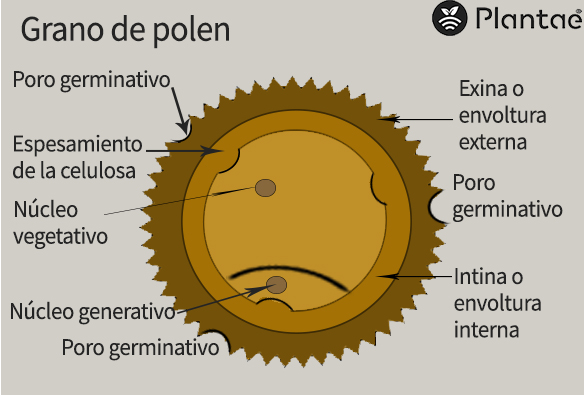 Partes del grano de polen del pistacho- Polinización del pistacho