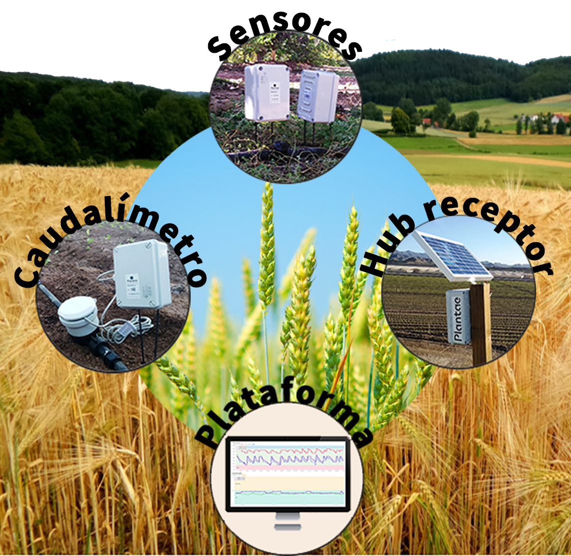 Riego con sondas en herbáceos