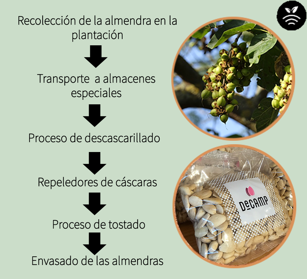 Proceso de producción de la almendra