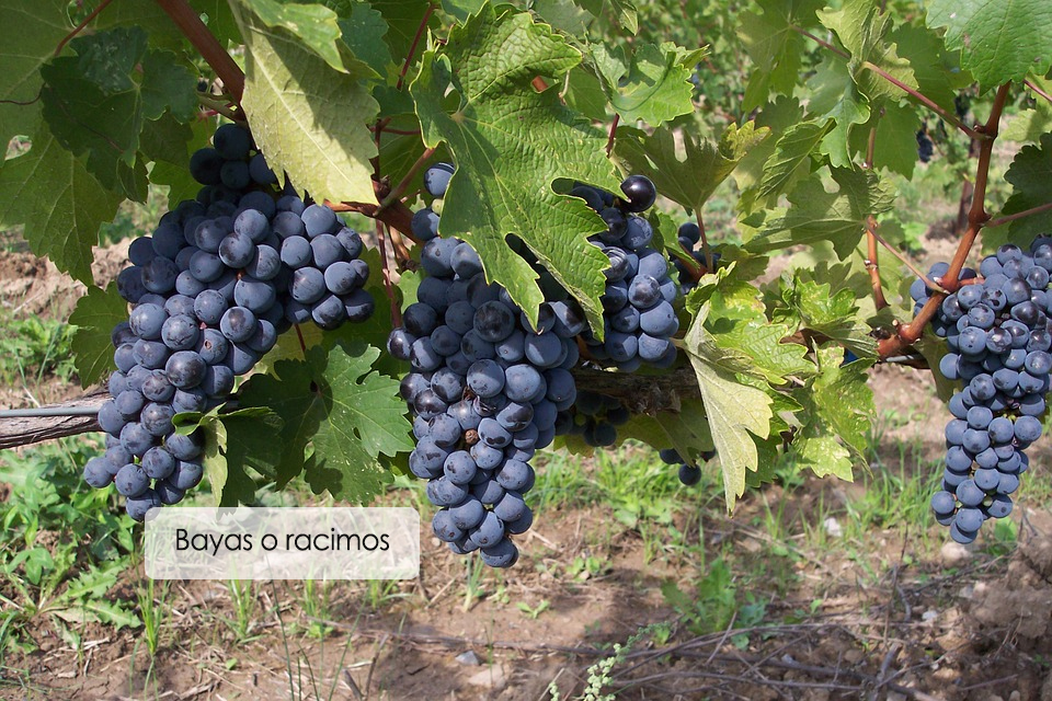 Formación de racimos