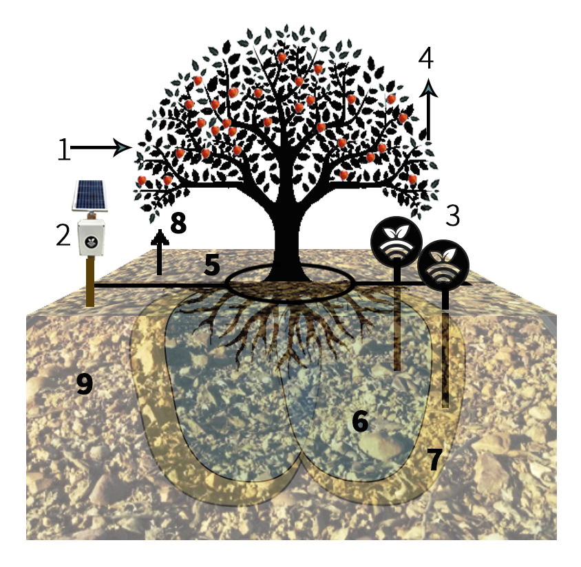 Riego en fruta de hueso