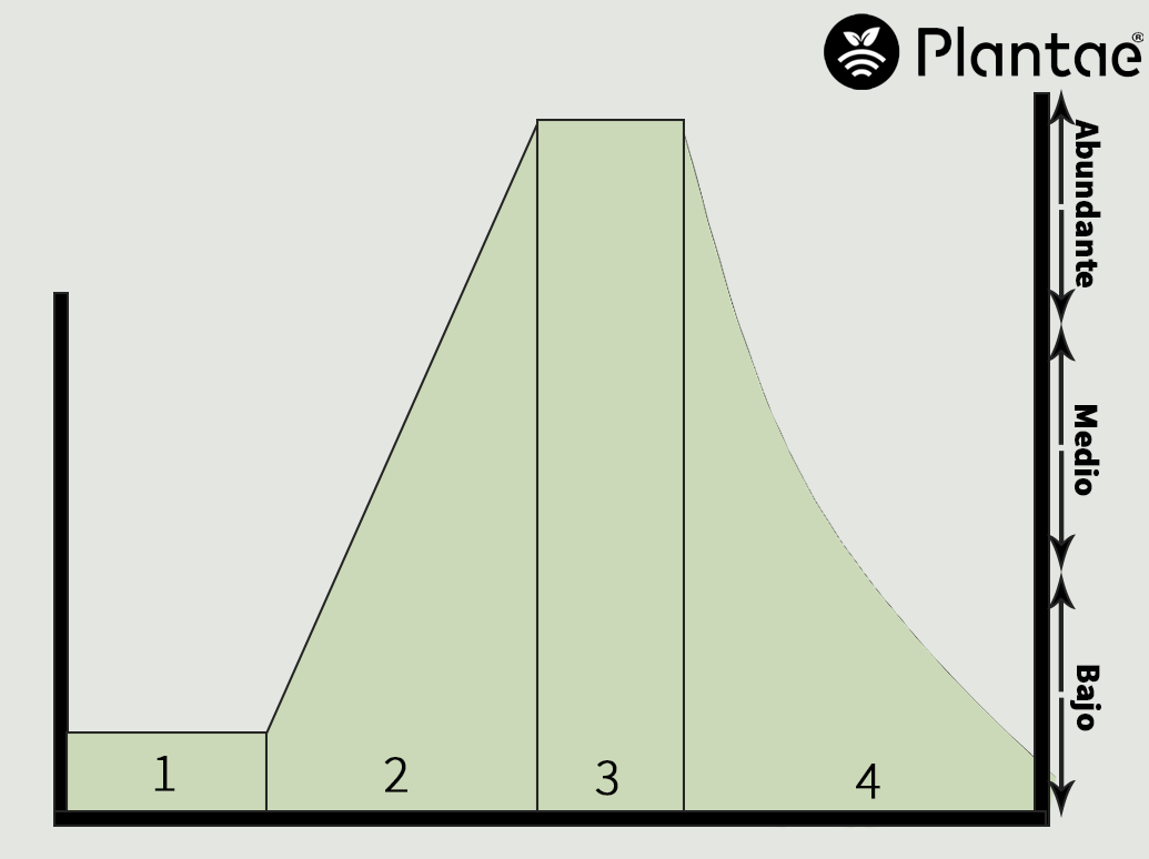 Fases del riego del ajo