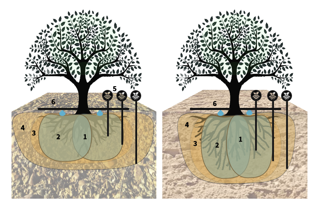 Sondas de humedad en riego de nogal