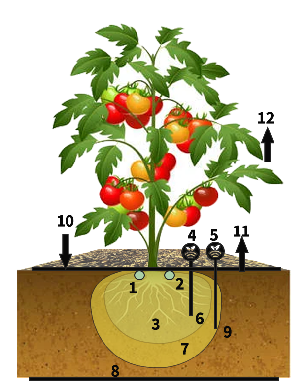 Riego controlado por sensores en tomate