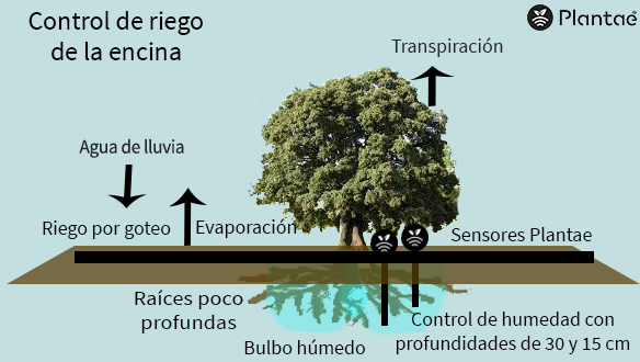 Riego controlado en la encina