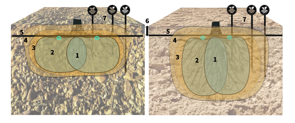 Bulbos húmedos en riego enterrado