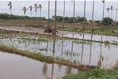 Pastizales con bancales