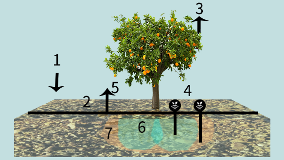 Riego por goteo de la mandarina