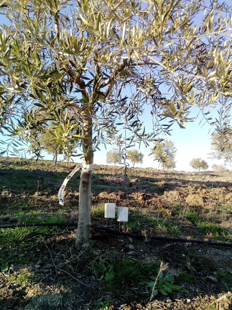 Riego por goteo en olivo joven